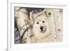 Samoyed in Snow, Ledyard, Connecticut, USA-Lynn M^ Stone-Framed Photographic Print