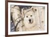 Samoyed in Snow, Ledyard, Connecticut, USA-Lynn M^ Stone-Framed Photographic Print