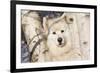 Samoyed in Snow, Ledyard, Connecticut, USA-Lynn M^ Stone-Framed Photographic Print