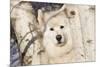 Samoyed in Snow, Ledyard, Connecticut, USA-Lynn M^ Stone-Mounted Photographic Print