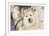 Samoyed in Snow, Ledyard, Connecticut, USA-Lynn M^ Stone-Framed Photographic Print