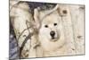 Samoyed in Snow, Ledyard, Connecticut, USA-Lynn M^ Stone-Mounted Photographic Print