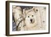 Samoyed in Snow, Ledyard, Connecticut, USA-Lynn M^ Stone-Framed Photographic Print