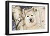 Samoyed in Snow, Ledyard, Connecticut, USA-Lynn M^ Stone-Framed Photographic Print