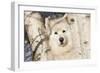 Samoyed in Snow, Ledyard, Connecticut, USA-Lynn M^ Stone-Framed Photographic Print