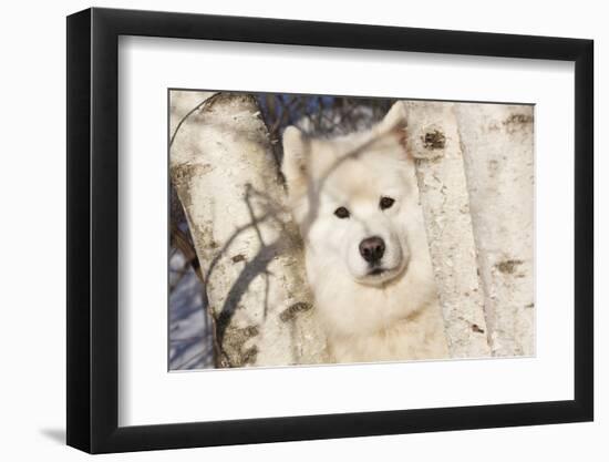 Samoyed in Snow, Ledyard, Connecticut, USA-Lynn M^ Stone-Framed Photographic Print