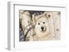 Samoyed in Snow, Ledyard, Connecticut, USA-Lynn M^ Stone-Framed Photographic Print