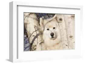 Samoyed in Snow, Ledyard, Connecticut, USA-Lynn M^ Stone-Framed Photographic Print