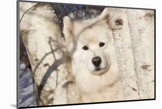 Samoyed in Snow, Ledyard, Connecticut, USA-Lynn M^ Stone-Mounted Photographic Print