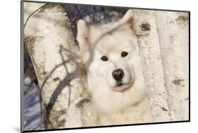 Samoyed in Snow, Ledyard, Connecticut, USA-Lynn M^ Stone-Mounted Photographic Print