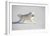 Samoyed in Snow, Ledyard, Connecticut, USA-Lynn M^ Stone-Framed Photographic Print