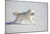 Samoyed in Snow, Ledyard, Connecticut, USA-Lynn M^ Stone-Mounted Photographic Print