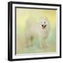 Samoyed in Spring-Jai Johnson-Framed Giclee Print