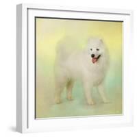 Samoyed in Spring-Jai Johnson-Framed Giclee Print