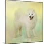 Samoyed in Spring-Jai Johnson-Mounted Giclee Print