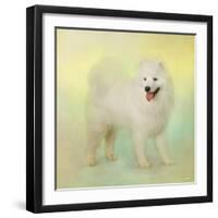 Samoyed in Spring-Jai Johnson-Framed Premium Giclee Print