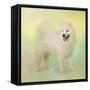 Samoyed in Spring-Jai Johnson-Framed Stretched Canvas