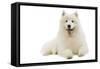 Samoyed Lying Down-null-Framed Stretched Canvas