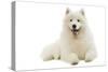 Samoyed Lying Down-null-Stretched Canvas