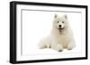 Samoyed Lying Down-null-Framed Photographic Print