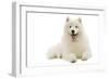 Samoyed Lying Down-null-Framed Photographic Print