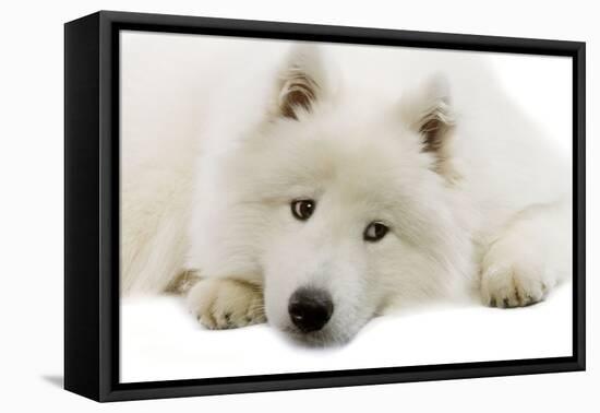 Samoyed-null-Framed Stretched Canvas