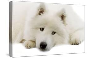 Samoyed-null-Stretched Canvas
