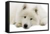 Samoyed-null-Framed Stretched Canvas