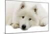 Samoyed-null-Mounted Photographic Print