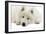 Samoyed-null-Framed Photographic Print