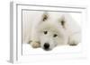 Samoyed-null-Framed Photographic Print