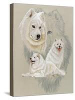 Samoyed-Barbara Keith-Stretched Canvas