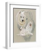 Samoyed-Barbara Keith-Framed Giclee Print