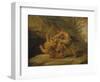 Samson and the Lion, c.1640-Peter Paul Rubens-Framed Giclee Print