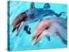 Samson the Bottlenose Dolphin Meets His New Mate at Whipsnade Zoo-null-Stretched Canvas