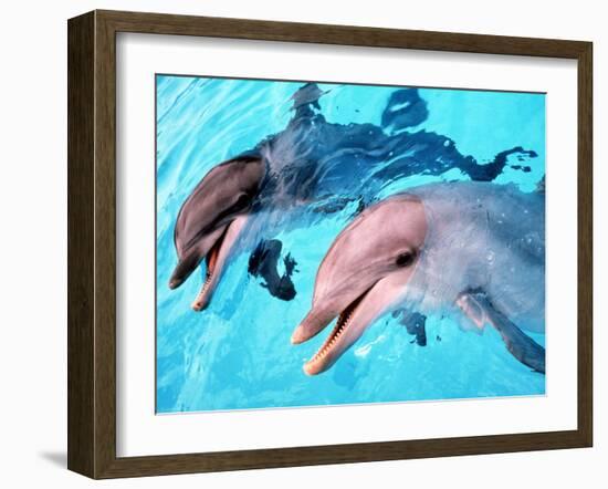 Samson the Bottlenose Dolphin Meets His New Mate at Whipsnade Zoo-null-Framed Premium Photographic Print