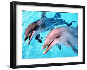 Samson the Bottlenose Dolphin Meets His New Mate at Whipsnade Zoo-null-Framed Premium Photographic Print