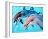 Samson the Bottlenose Dolphin Meets His New Mate at Whipsnade Zoo-null-Framed Premium Photographic Print