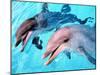 Samson the Bottlenose Dolphin Meets His New Mate at Whipsnade Zoo-null-Mounted Premium Photographic Print