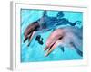 Samson the Bottlenose Dolphin Meets His New Mate at Whipsnade Zoo-null-Framed Photographic Print