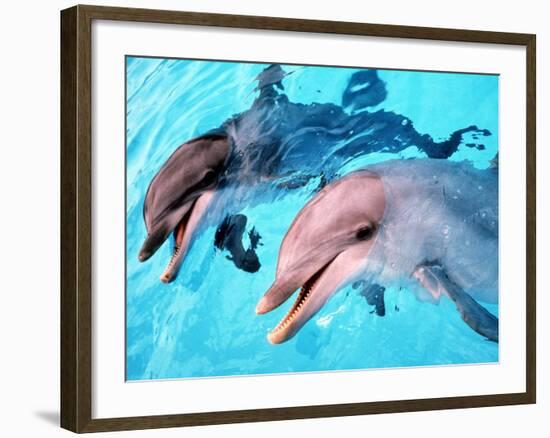 Samson the Bottlenose Dolphin Meets His New Mate at Whipsnade Zoo-null-Framed Photographic Print