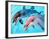 Samson the Bottlenose Dolphin Meets His New Mate at Whipsnade Zoo-null-Framed Photographic Print