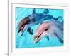 Samson the Bottlenose Dolphin Meets His New Mate at Whipsnade Zoo-null-Framed Photographic Print