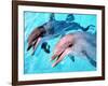 Samson the Bottlenose Dolphin Meets His New Mate at Whipsnade Zoo-null-Framed Photographic Print