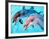 Samson the Bottlenose Dolphin Meets His New Mate at Whipsnade Zoo-null-Framed Photographic Print