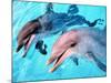 Samson the Bottlenose Dolphin Meets His New Mate at Whipsnade Zoo-null-Mounted Photographic Print