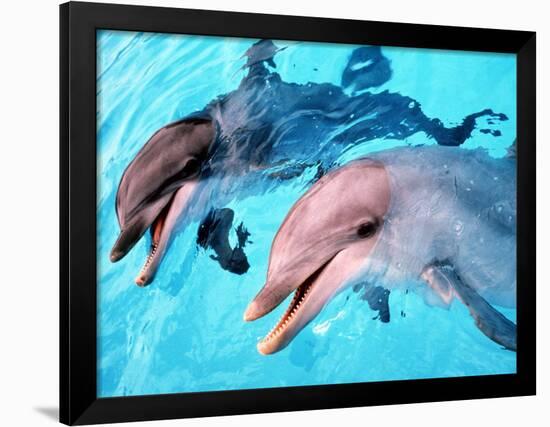 Samson the Bottlenose Dolphin Meets His New Mate at Whipsnade Zoo-null-Framed Photographic Print