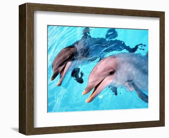 Samson the Bottlenose Dolphin Meets His New Mate at Whipsnade Zoo-null-Framed Photographic Print