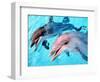 Samson the Bottlenose Dolphin Meets His New Mate at Whipsnade Zoo-null-Framed Photographic Print