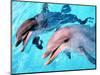 Samson the Bottlenose Dolphin Meets His New Mate at Whipsnade Zoo-null-Mounted Photographic Print